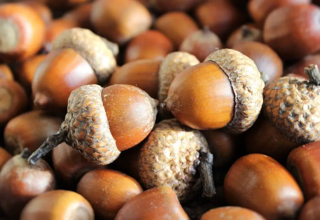 How to germinate acorns? | Gardening On