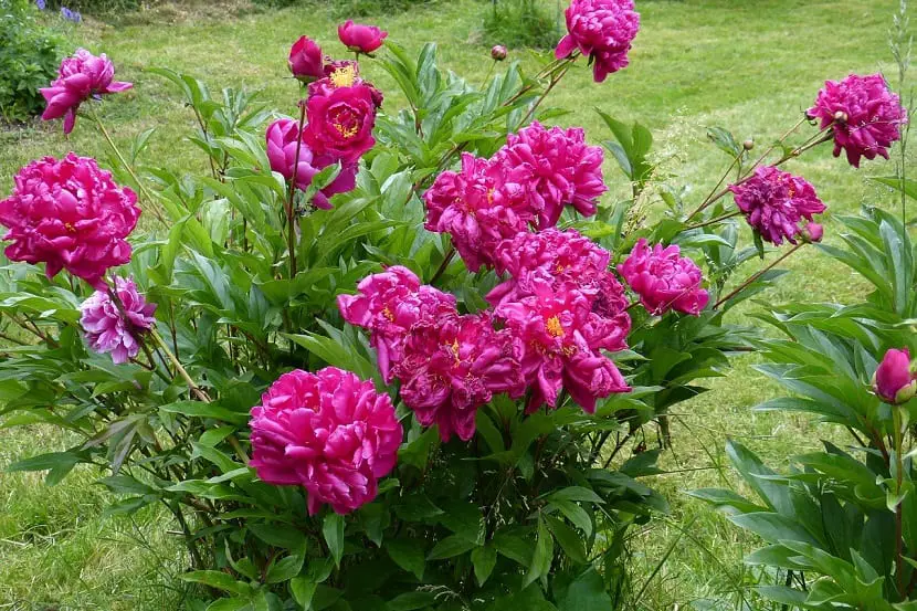 How to grow and care for a Peony plant?