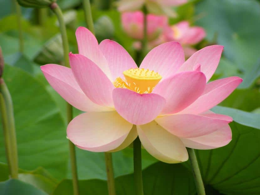 How to have lotuses in pots