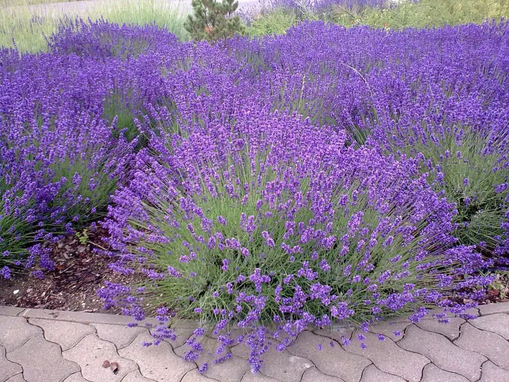 How to plant lavender | Gardening On