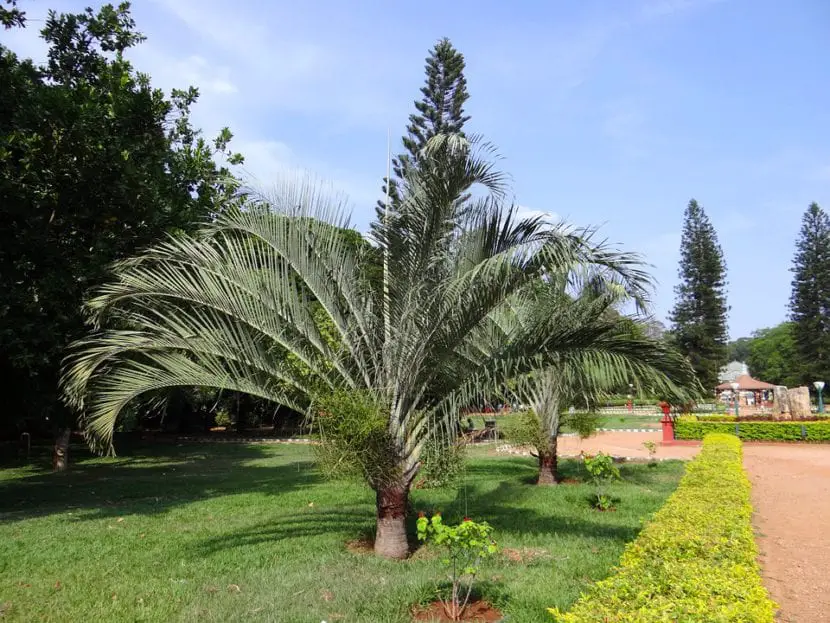 How to plant palm trees in the garden