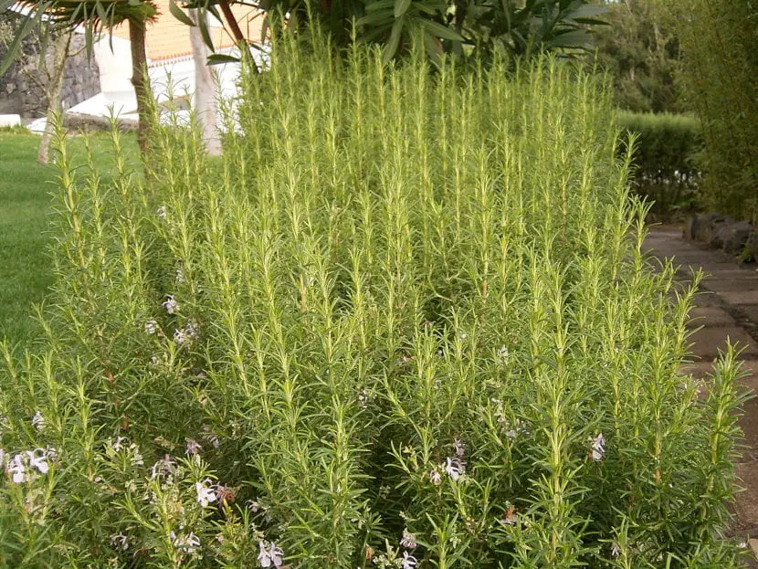 How to plant rosemary in the garden step by step