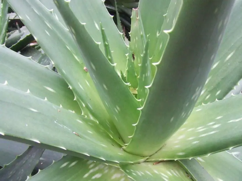 How to prune an Aloe vera plant