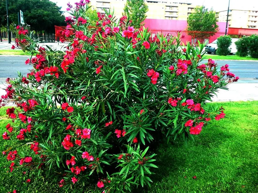How to prune the Oleander