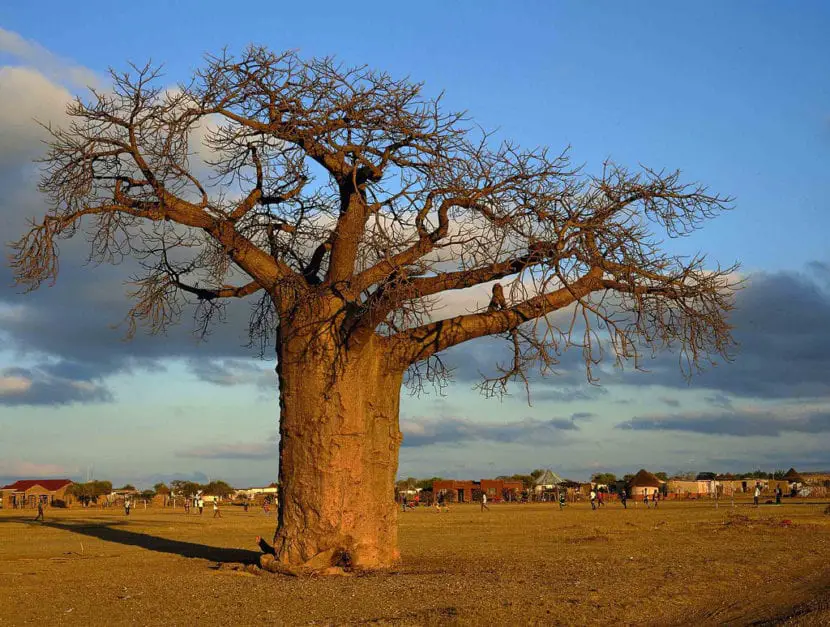 How to reproduce baobab | Gardening On
