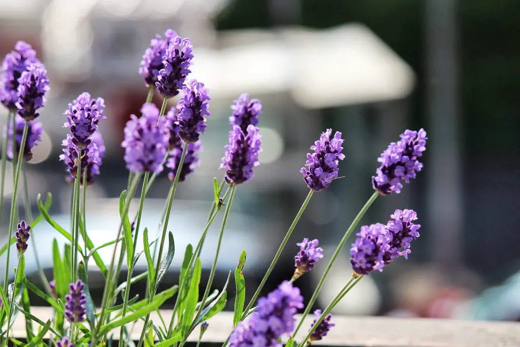 How to reproduce lavender by cuttings