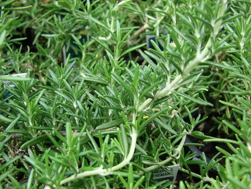 How to reproduce rosemary by cuttings
