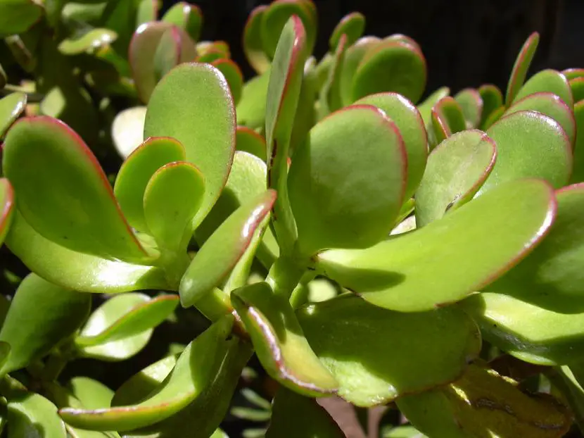 How to reproduce succulent plants