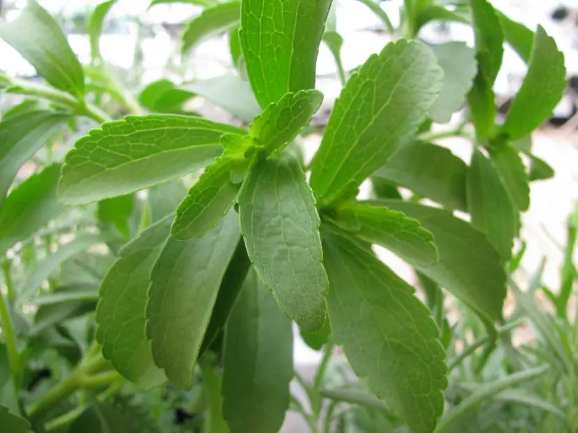 How to take care of Stevia