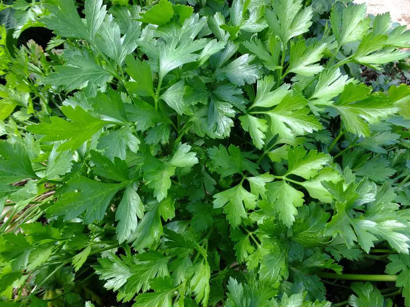 How to take care of parsley