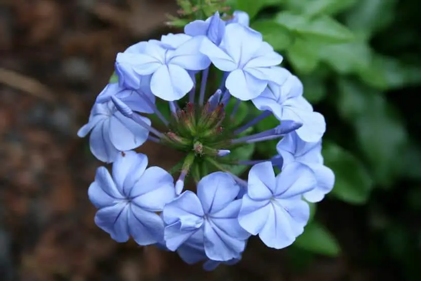 How to take care of plumbago