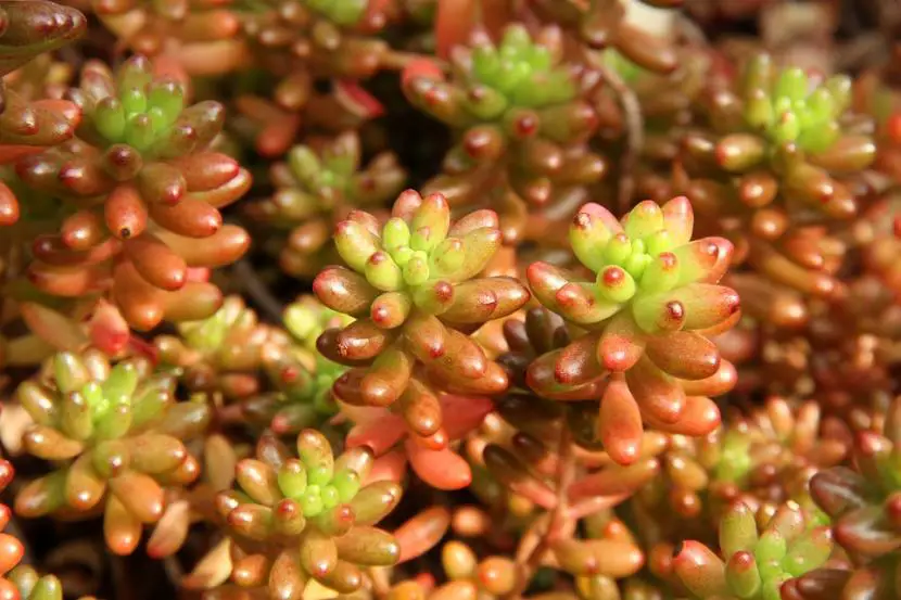 How to take care of succulent plants