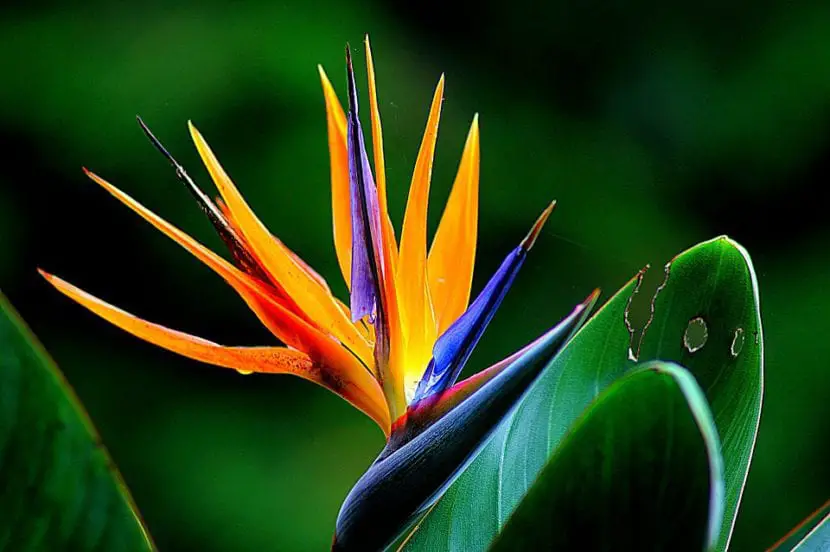 How to take care of the bird of paradise