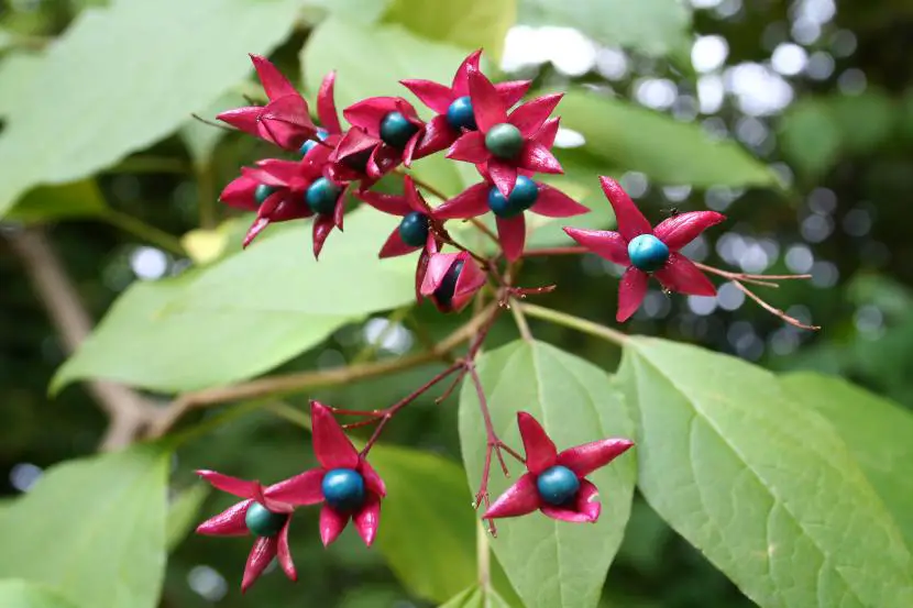 How to take care of the clerodendron