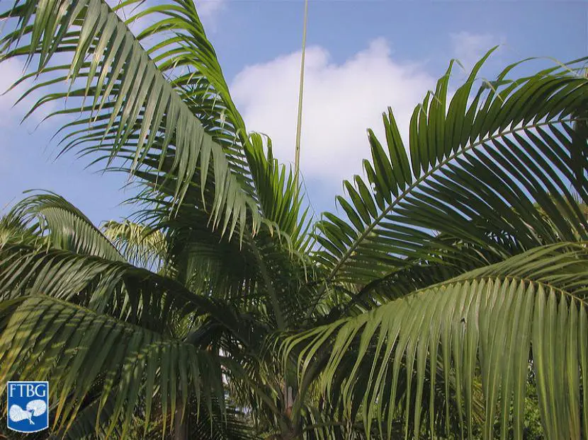 Hurricane Palm Tree Care | Gardening On