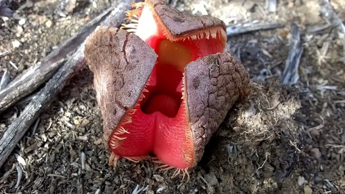 African Hydnora: the peculiar plant that smells like feces