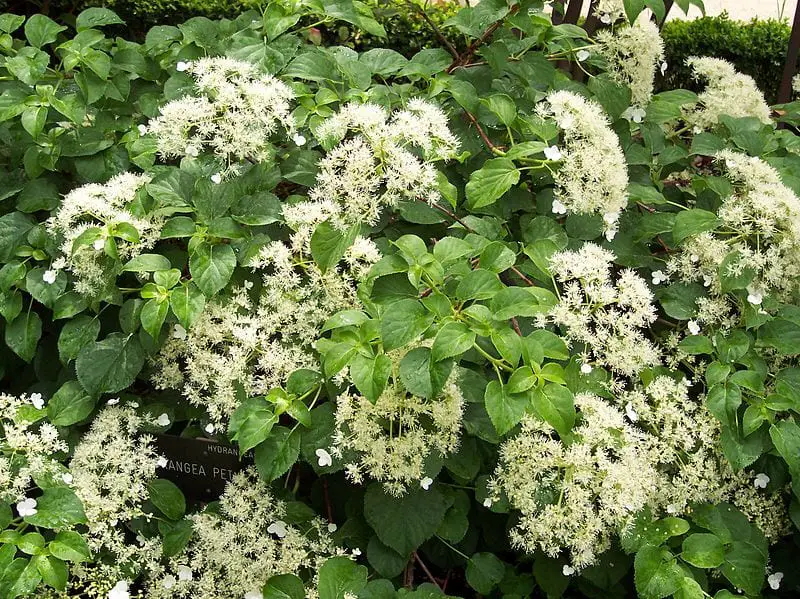 How to care for the climbing hydrangea?