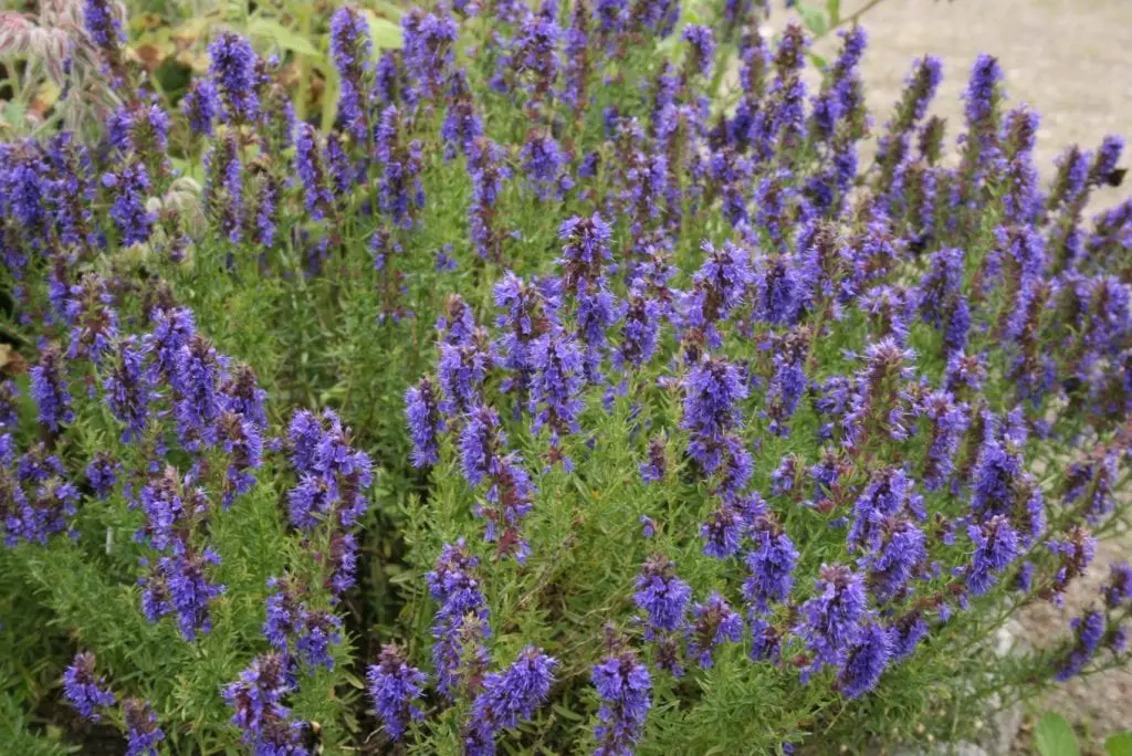 Hyssop – Culture and uses