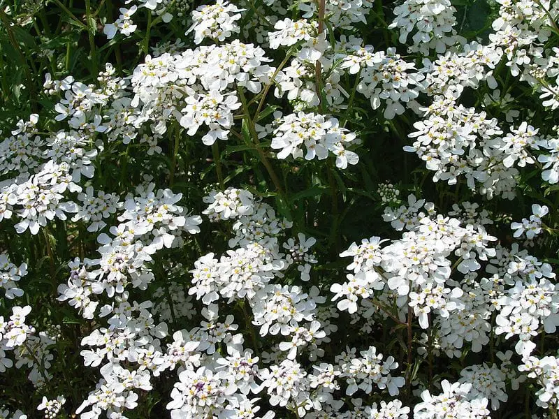 Carraspique blanco, an annual plant that will take care of your health
