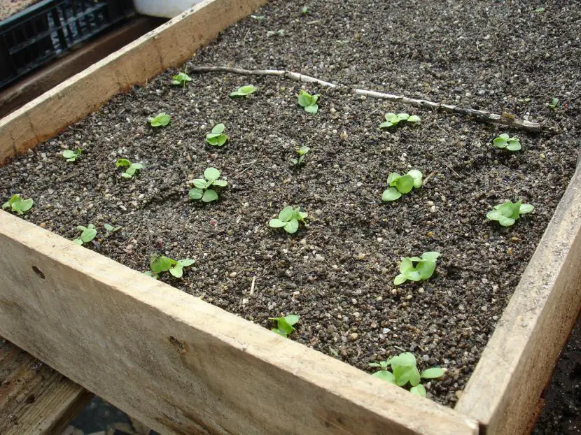 Ideal substrate for seedbeds | Gardening On