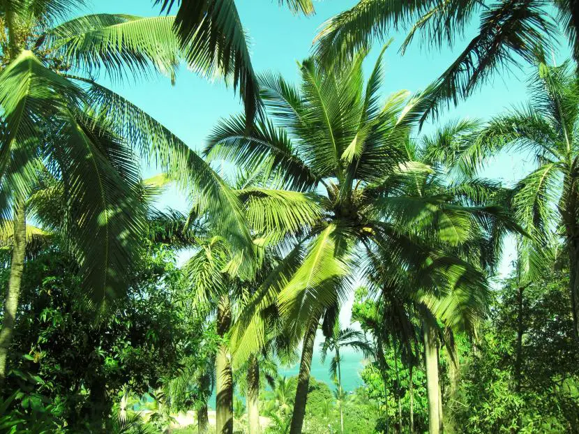 Identify Palm Tree Problems | Gardening On