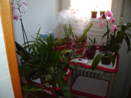 Indoor plant care | Gardening On