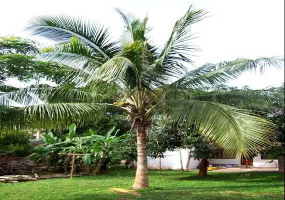 Information and care of the coconut tree