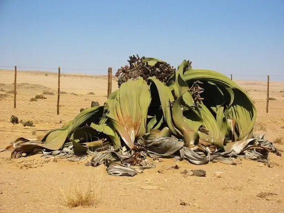 Information on Welwitschia mirabilis: a resistant plant