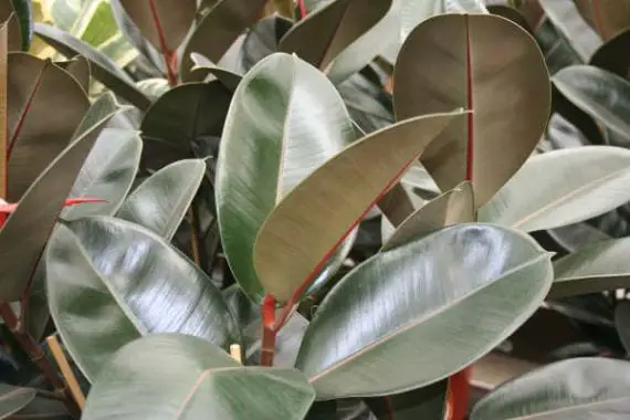 Information on the cultivation and care of Ficus
