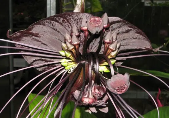Information on the cultivation and care of the Bat Flower