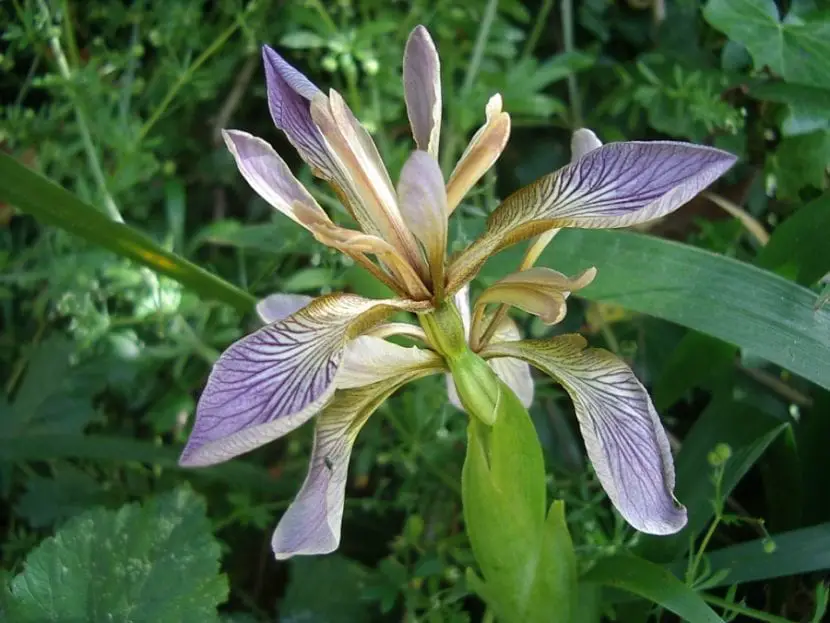 Stink Lily (Iris foetidissima)
