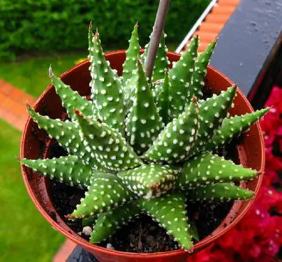 Irrigation and fertilization of cacti and other succulents