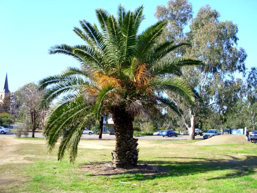 Is a palm tree and what types are there