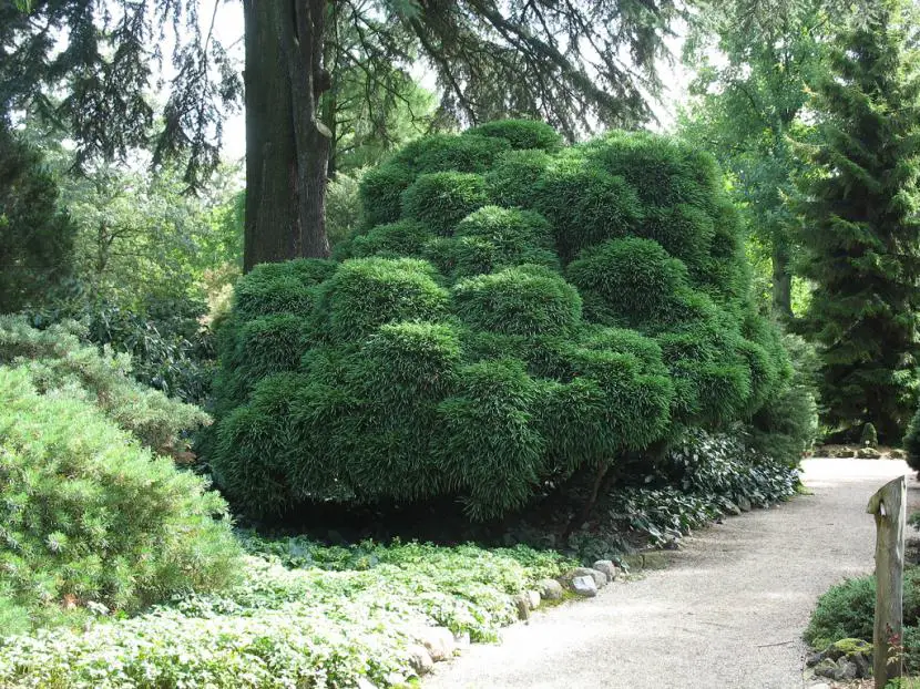 Japanese cedar, a very ornamental plant