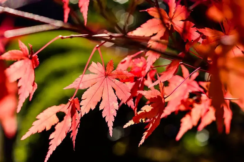 Japanese maple cultivation and care