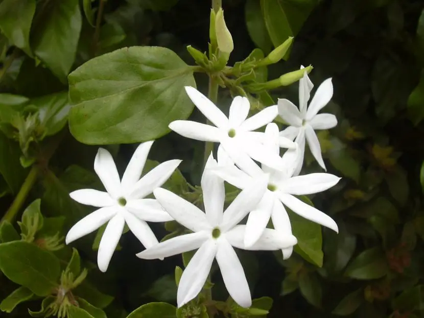 When does jasmine bloom? | Gardening On
