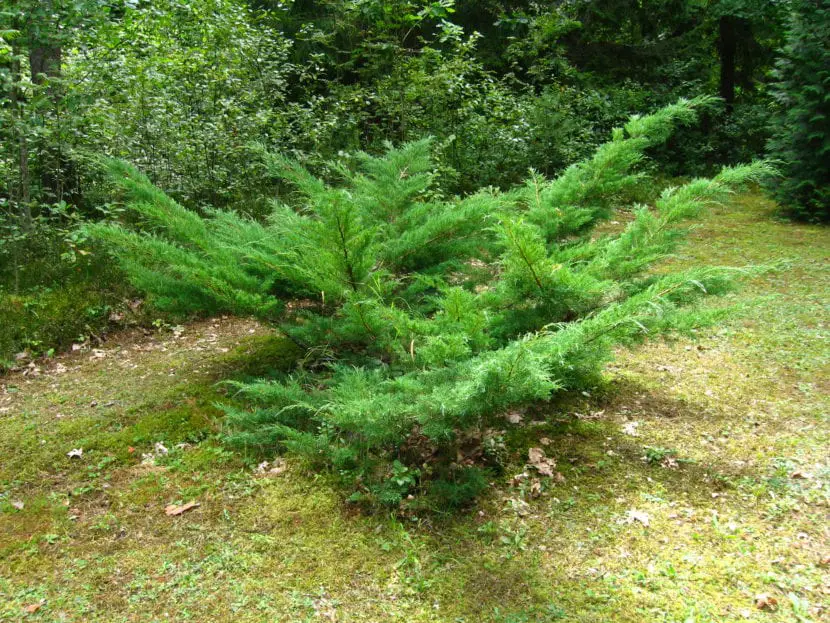 Juniperus horizontalis: care, uses and more