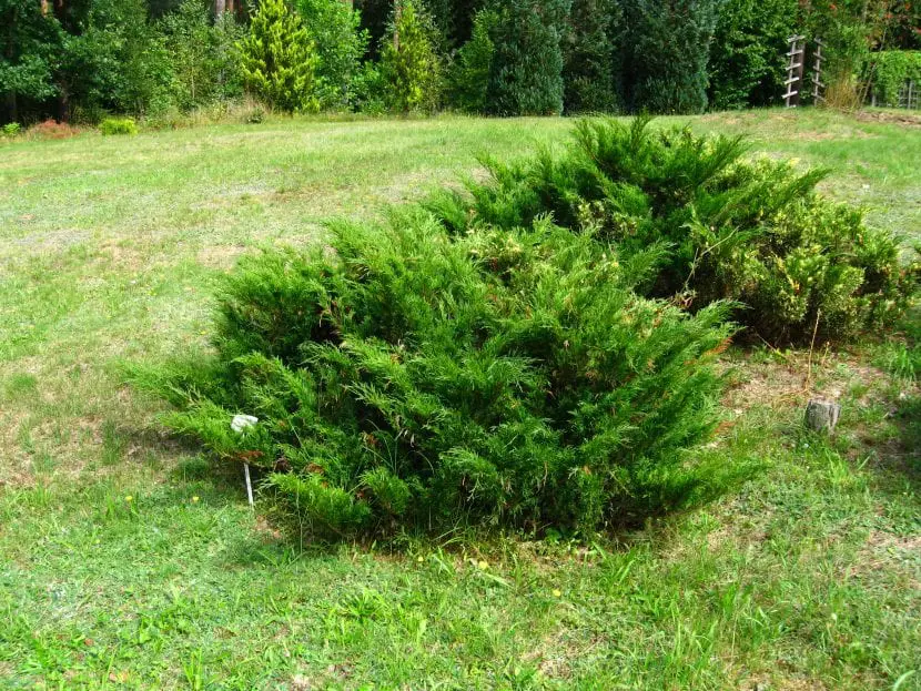 Creeping Sabina (Juniperus sabina)