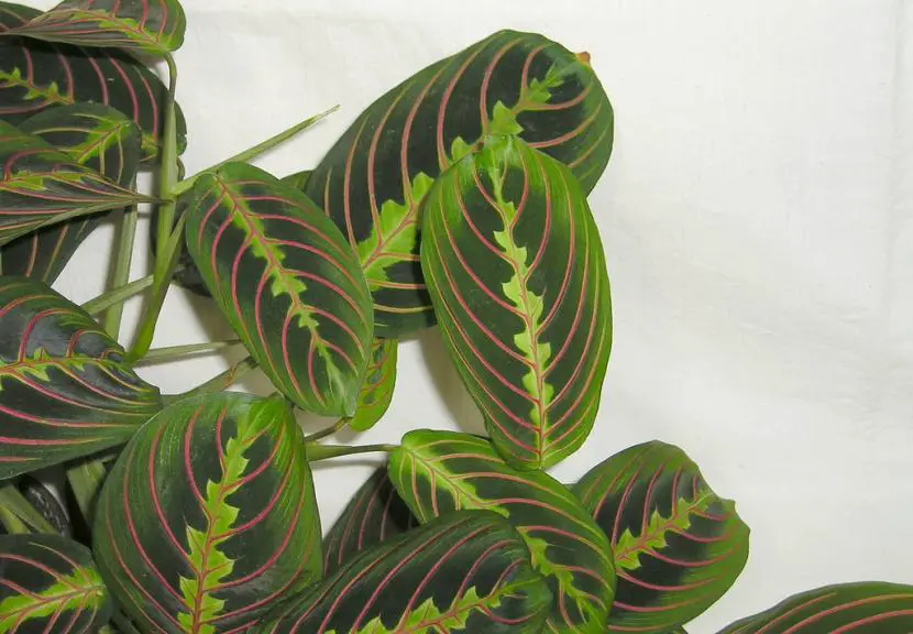 Keep the leaves of your Maranta healthy with these tricks