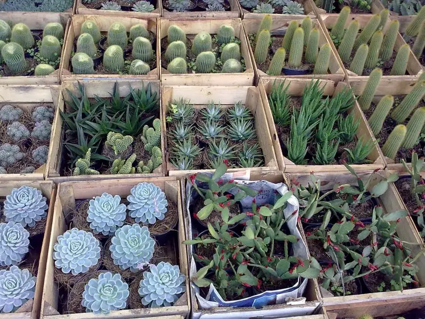 Know the differences between cacti, succulents and succulents