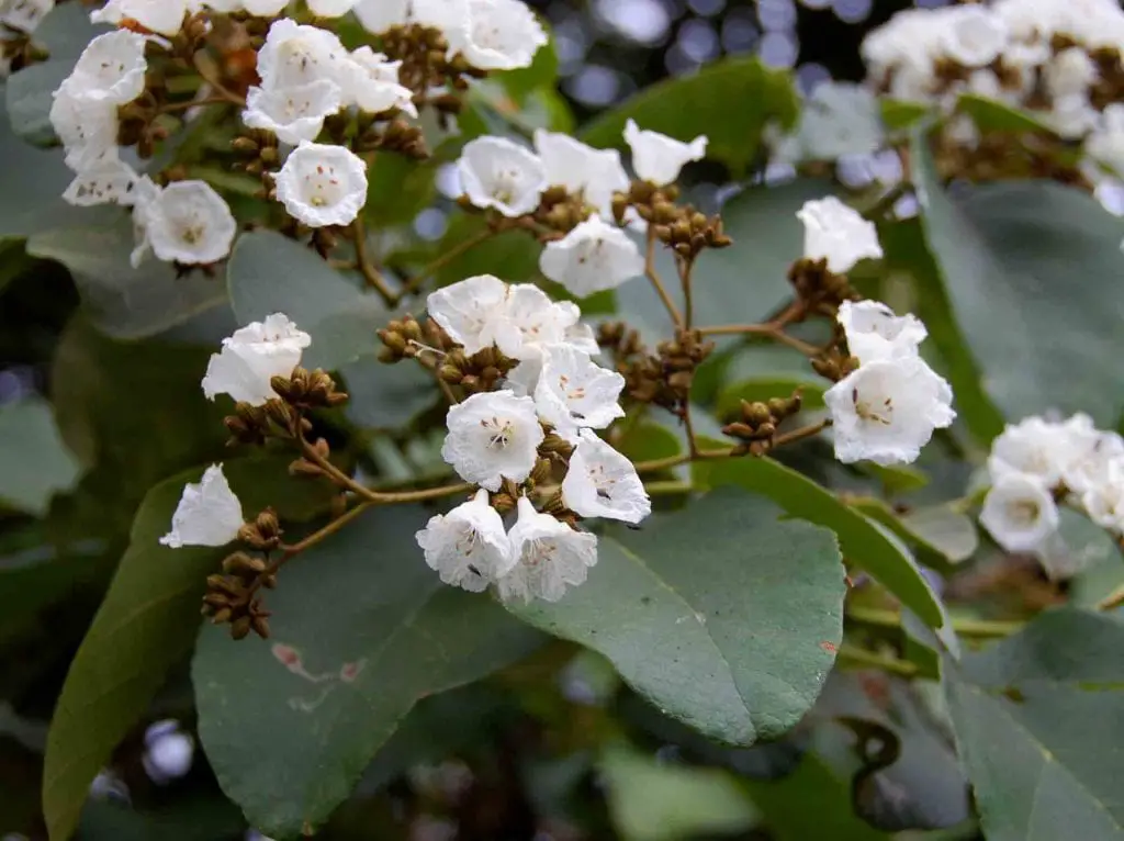 Knowing the Trees of Africa: Cordia africana