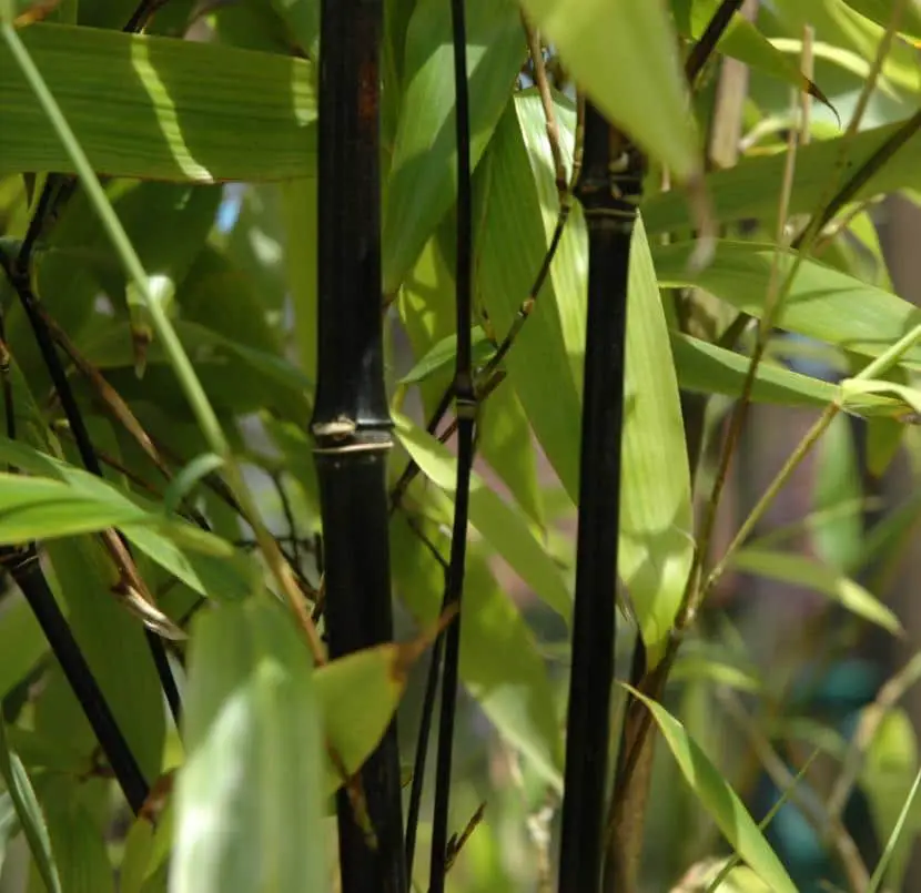 Knowing the black bamboo | Gardening On
