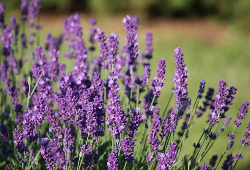 Lavender plants, main species | Gardening On