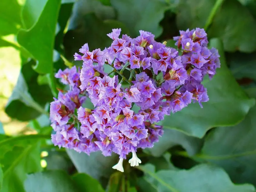 Limonium, a plant to give color to your garden