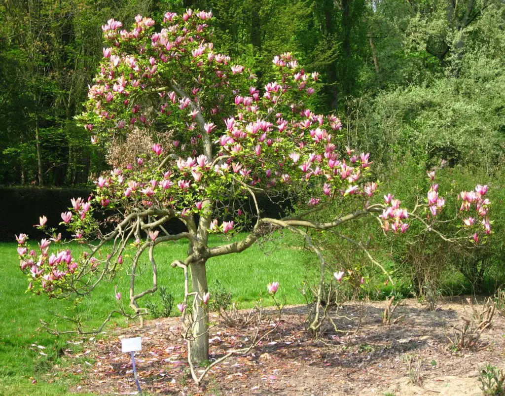 Magnolia liliiflora care | Gardening On