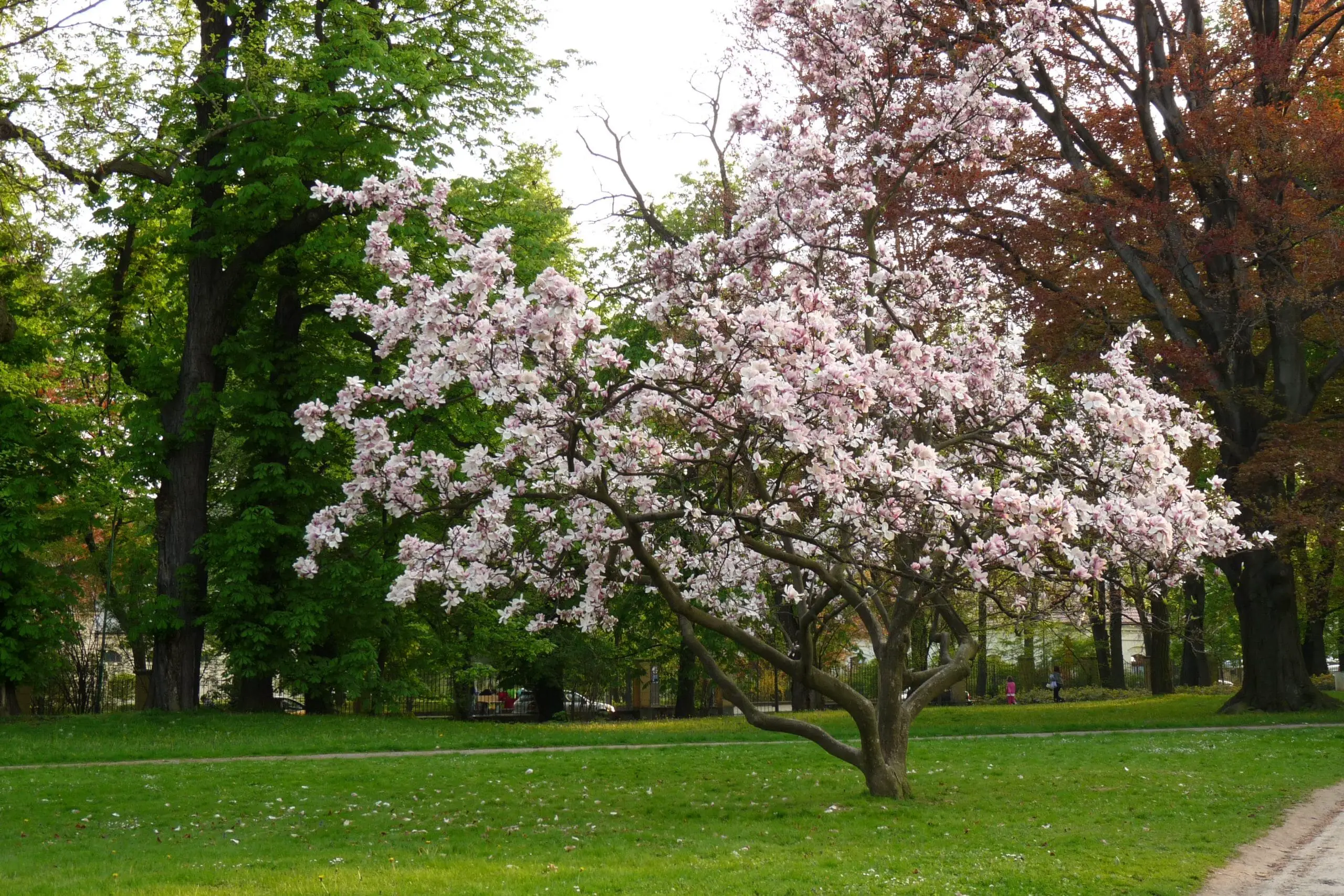 Main varieties of Magnolias and their care