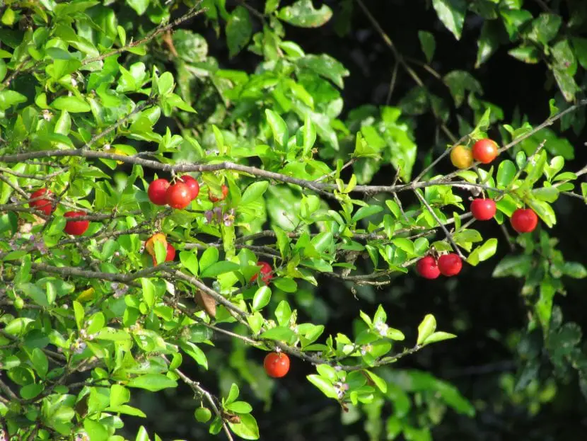 Acerola (Malpighia emarginata), the plant with the most vitamin C in the world