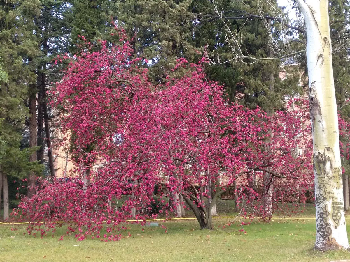 Malus floribunda: A tree classified as extraordinary for its color