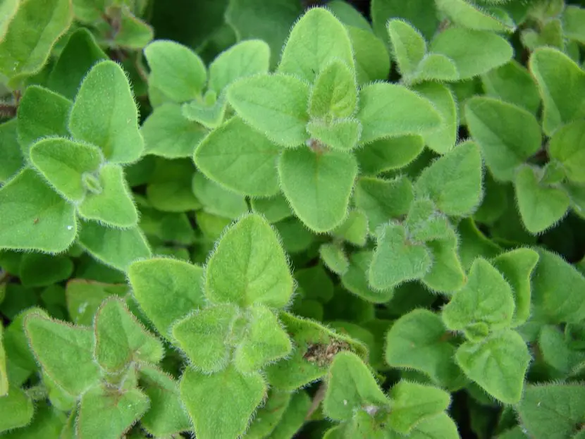 Marjoram, what is it for and what are its properties? Find out!