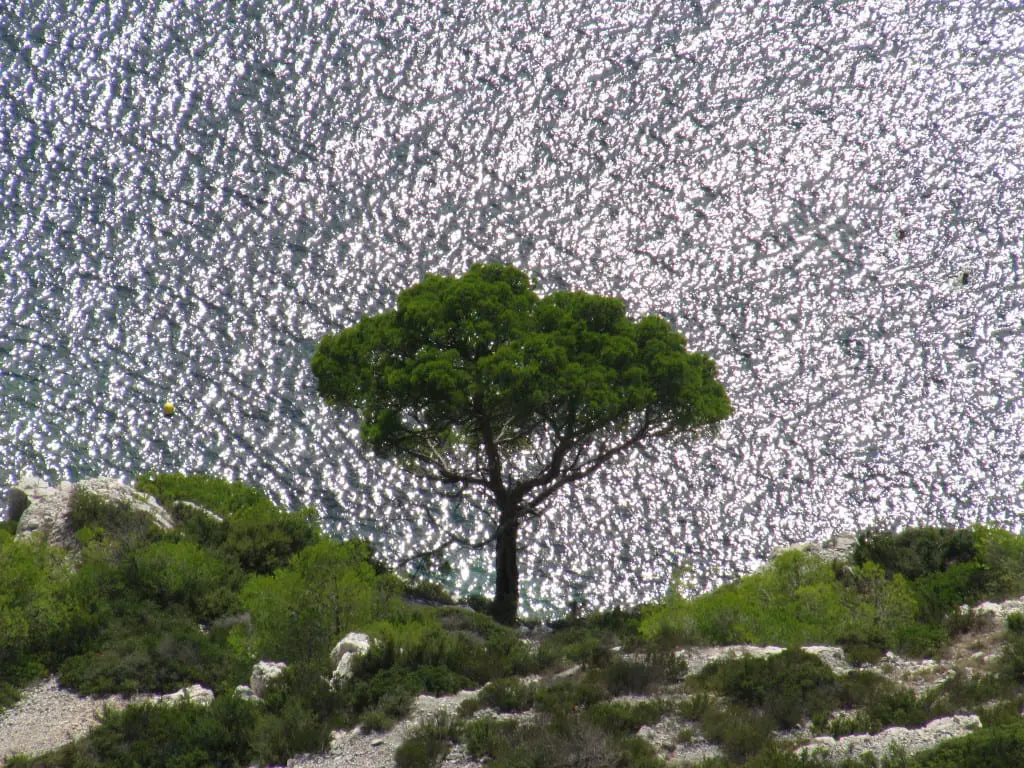 Meet Aleppo pine, a tree of the Mediterranean